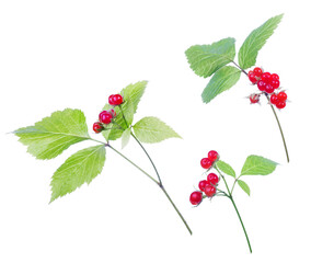 set of red stone bramble branches isolated on white