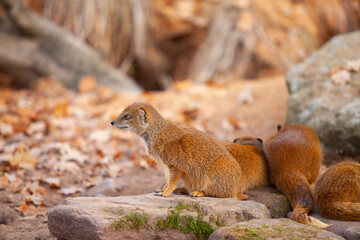 Yellow Mongooses sitting and looking around in zoo