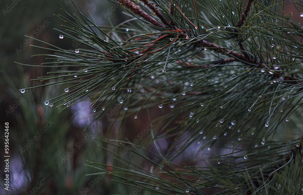 Sticker water on spruce needles