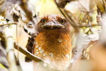 A femal Srilankan Frogmouth hiding in the vines