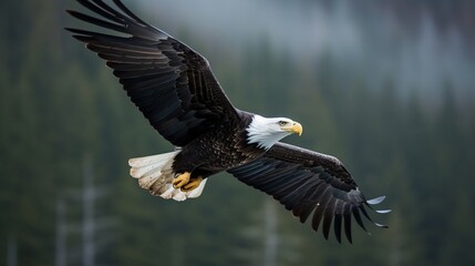 American bald eagle in flight background, AI concept