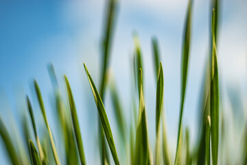 green grass isolated on blue sky background