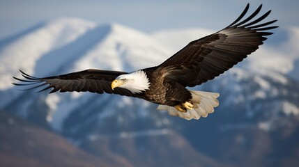 Fototapeta premium American bald eagle in flight with snow mountains background, AI concept