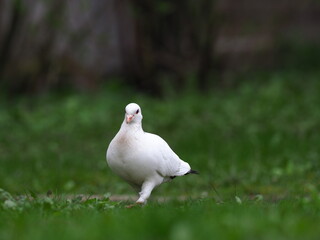 White dove on green grass