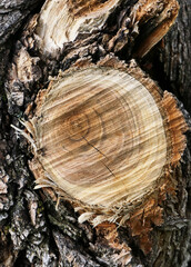 natural background with tree trunk texture