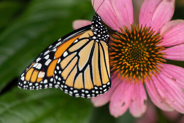 monarch butterfly on flower equnasha