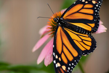 monarch butterfly on flower equnasha