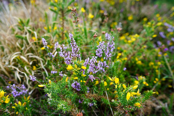 Close up of heather growing in the countryside