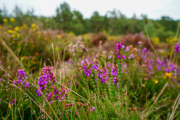 Obraz premium Close up of heather growing in the countryside