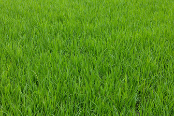 Paddy rice field in Yilan of Taiwan