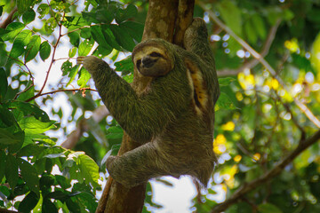 Fototapeta premium Sloth, thumbs, up, Costa Rica