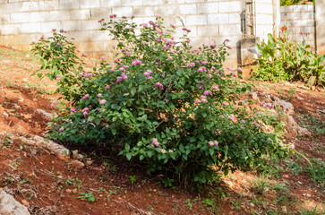 White Sage Beside A Wall
