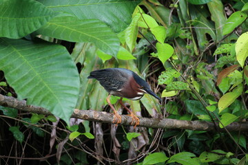 Grünreiher bewegungslos auf Beutejagd
