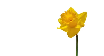Foto op Plexiglas beauty yellow flower of daffodil blossom isolated on white background with copy space © coco