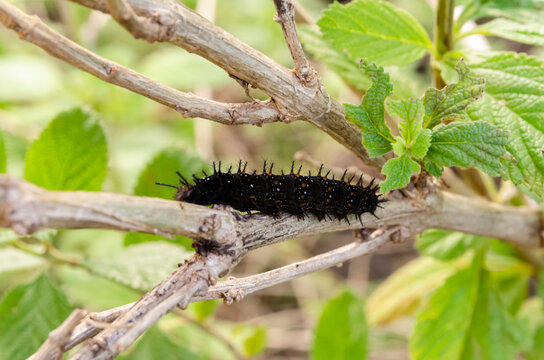 A Black Giant Leopard Moth Larva On A Branch