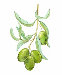 Olive branch with green fruits. Watercolor illustration. Hand-painted floral illustration with olive fruits and tree branches with leaves isolated on a white background. For design packaging, fabric