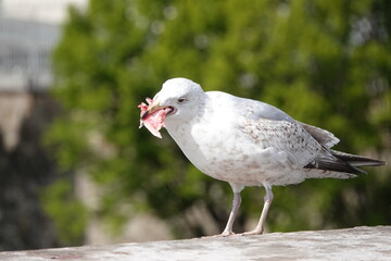 Une mouette mange de la chair de poisson sur un pont parisien