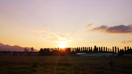 平成ポプラ並木の夕暮れ