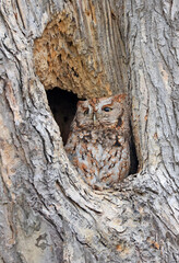 Eastern Screech-Owl sitting in a tree hole, Canada