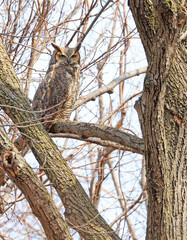 Great-horned Owl perched on a tree branch in the forest, Quebec, Canada