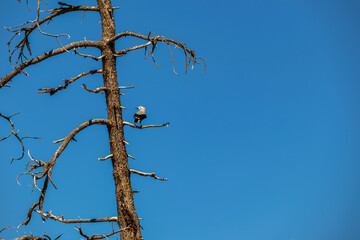 Clarks Nutcracker bird sitting on tree branch of old Bristlecone Pine (Pinus longaeva) on sunny blue sky summer day. Wildlife watching on Fairyland hiking trail, Bryce Canyon National Park, Utah, USA