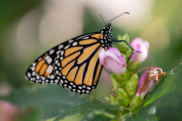 monarch butterfly