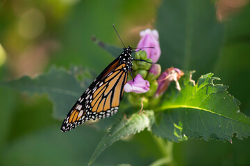 monarch butterfly