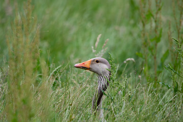 Goose