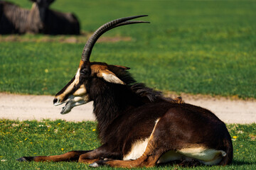 The sable antelope (Hippotragus niger) laying on the grass on a sunny day
