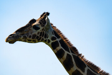 Close-up of a giraffe with beautiful bokeh