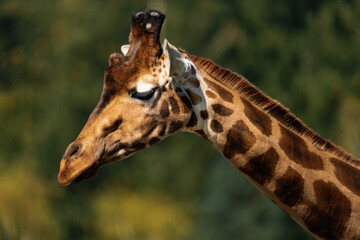 Close-up of a giraffe with beautiful bokeh