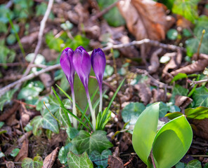 Purple first flowers snowdrops in green spring garden with grass.