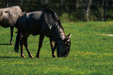 Wildebeest, also called gnu enjoying some fresh grass