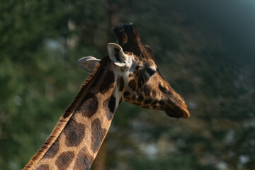 Close-up of a giraffe with beautiful bokeh