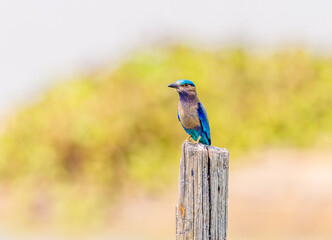 An Indochinese Roller perched on a stump