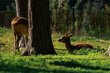 Female sambar (Rusa unicolor) laying on the grass and enjoying the sun
