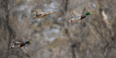 Mallard ducks taking off in spring