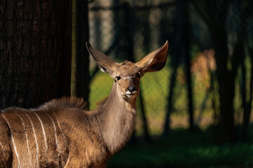 Female Kudu enjoying some sun