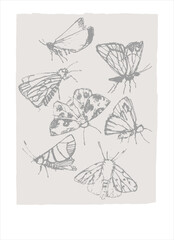 Vector graphic with with fantasy moths, butterflies pencil drawing sketch. Decor printable art. Perfect for prints, posters, logos, branding, social media, homedecor