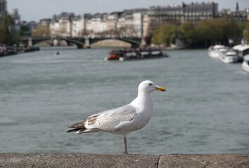 Un goéland posé sur un pont à Paris