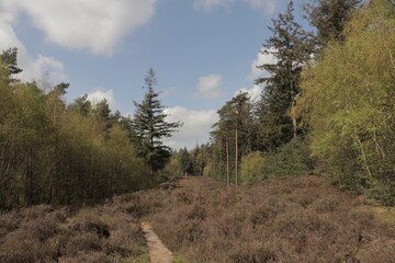 Fototapeta na wymiar Small path in mixed forest in the Netherlands with heather, pine trees and deciduous trees