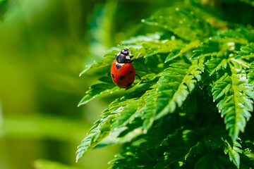 Ladybug on a plant, macro photo