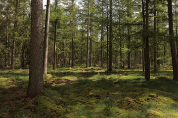 Beautiful evergreen fairy tale forest landscape with sunlight shining through the trees and foliage. Mighty trees, emerald green moss. Nature, deforestation, reforestation, ecology themes. Natural.