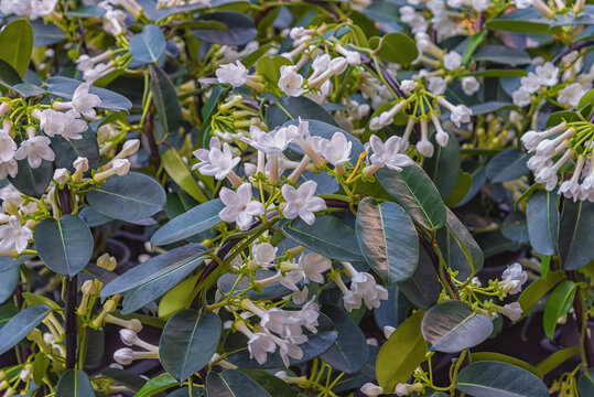 Stephanotis floribunda, the Madagascar jasmine, waxflower, Hawaiian wedding flower, or bridal wreath, a twining, branched liana
