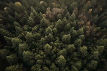 Fototapeta na wymiar A bird's eye view of a lush pinewood forest. Generative AI