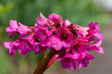 Close up of pink bergenia flowers in bloom