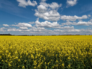 Obraz premium Magnifique champ de colza en fleurs et ciel bleu au printemps 