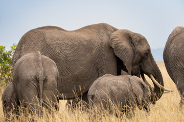 Elephants in the savannah, Masai Mara National Park, Kenya.