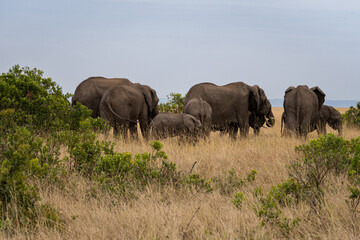 Elephants in the savannah, Masai Mara National Park, Kenya.