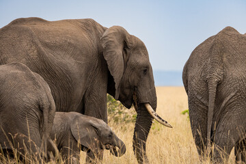 Obraz na płótnie Canvas Elephants in the savannah, Masai Mara National Park, Kenya.